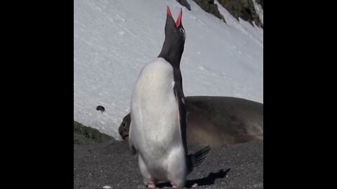 Gentoo penguin