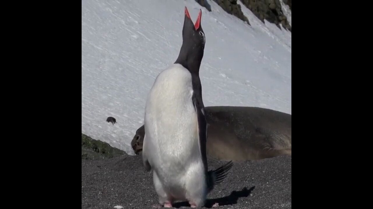 Gentoo penguin