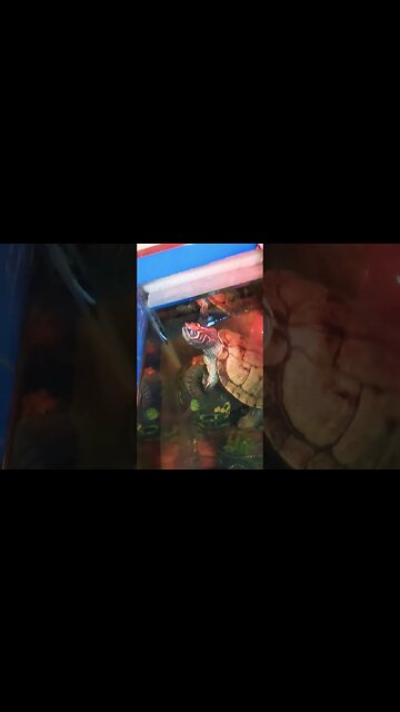 Just Chilling 😎 #pets #reptiles #turtle