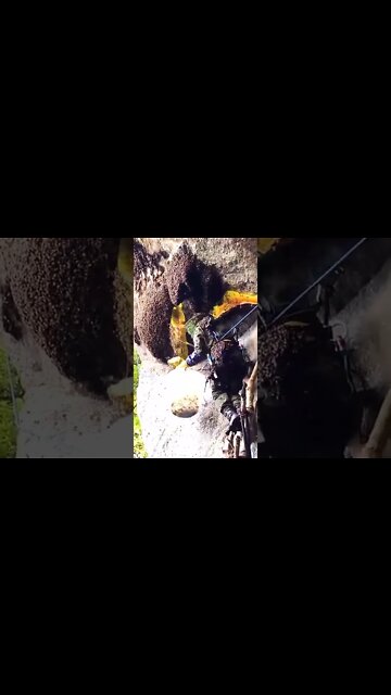 Honey 🍯 Harvesting 3 #Shorts #ytshorts #UbertainmentFun #Dogs #Animals #Fun