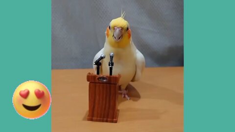 Cockatiel presents the show