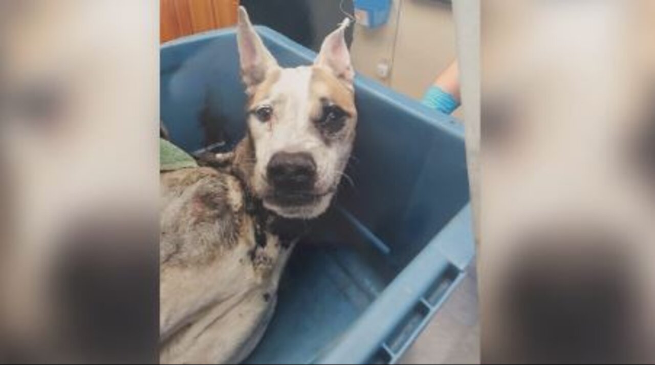 New review in animal cruelty case leading to death of dog in Fort Pierce