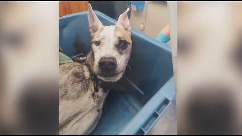 New review in animal cruelty case leading to death of dog in Fort Pierce