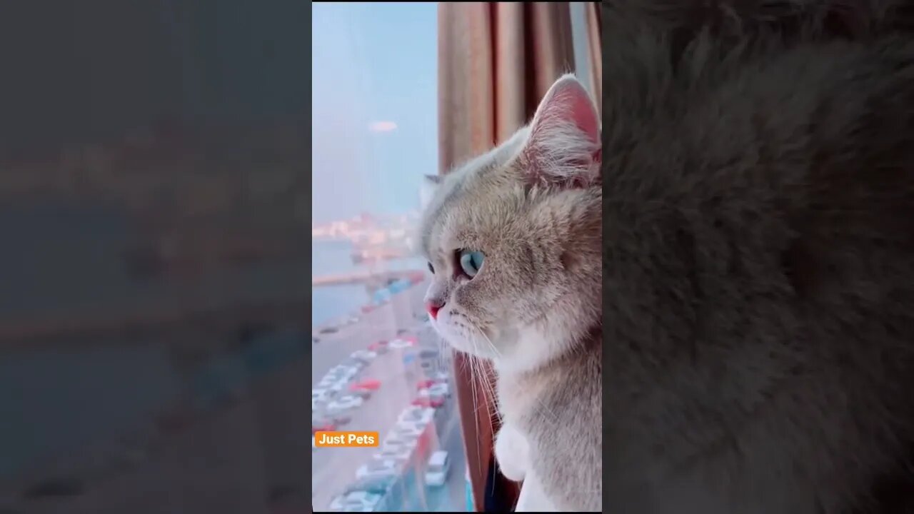 Those eyes 👀 #cat #cute #funnyanimals #funnyvideos #tiktok #viral