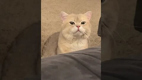 CAT VIDEO