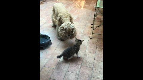 Cat vs Dog - Stare down must watch it