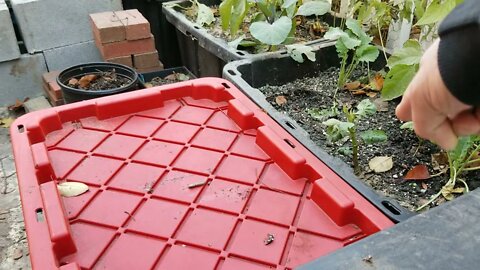 New Addition In The Garden Patio & Steps To Attempt Harnessing Free Energy