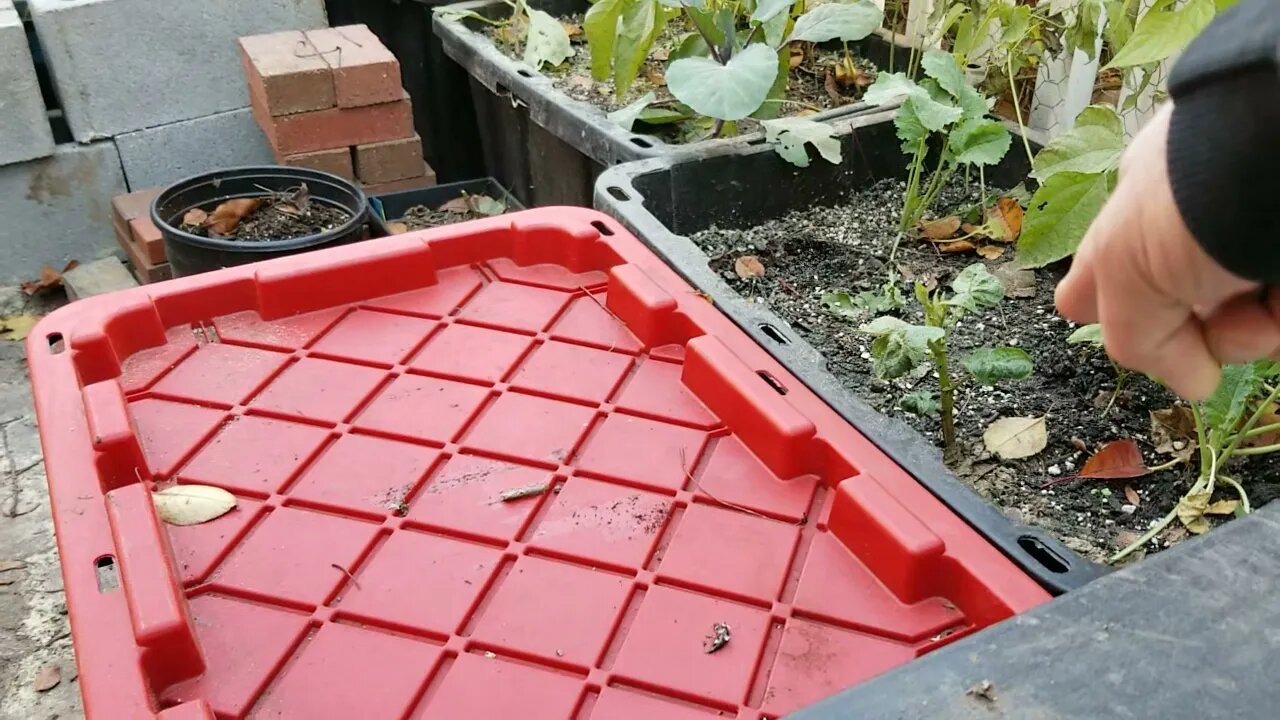 New Addition In The Garden Patio & Steps To Attempt Harnessing Free Energy