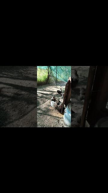 Good Morning Silkie chickens 9th April 2023