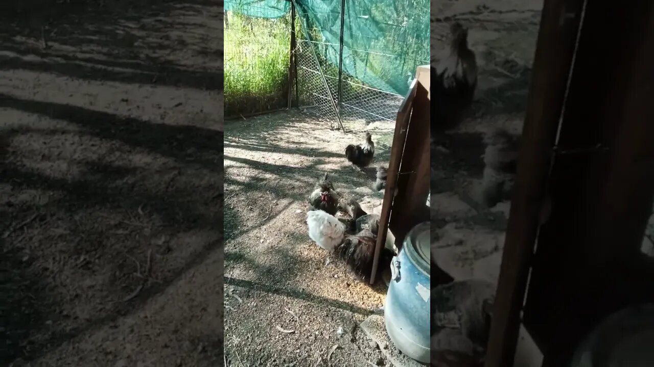 Good Morning Silkie chickens 9th April 2023