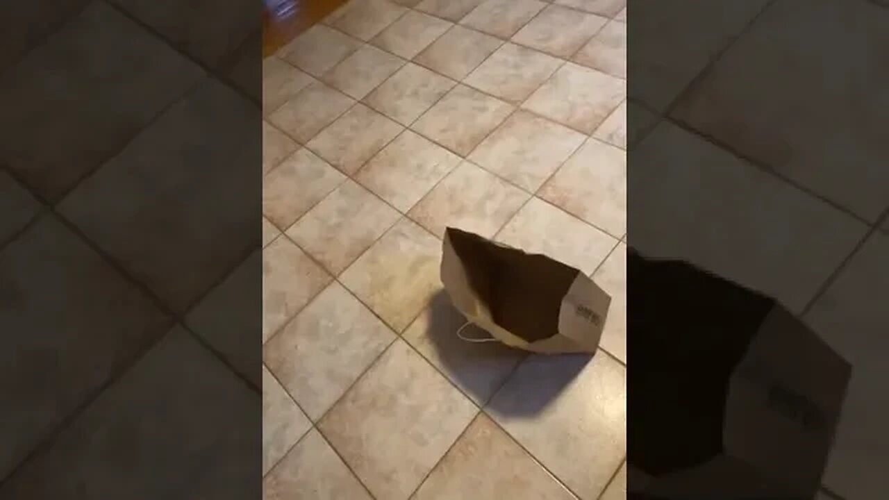 How to catch a cat