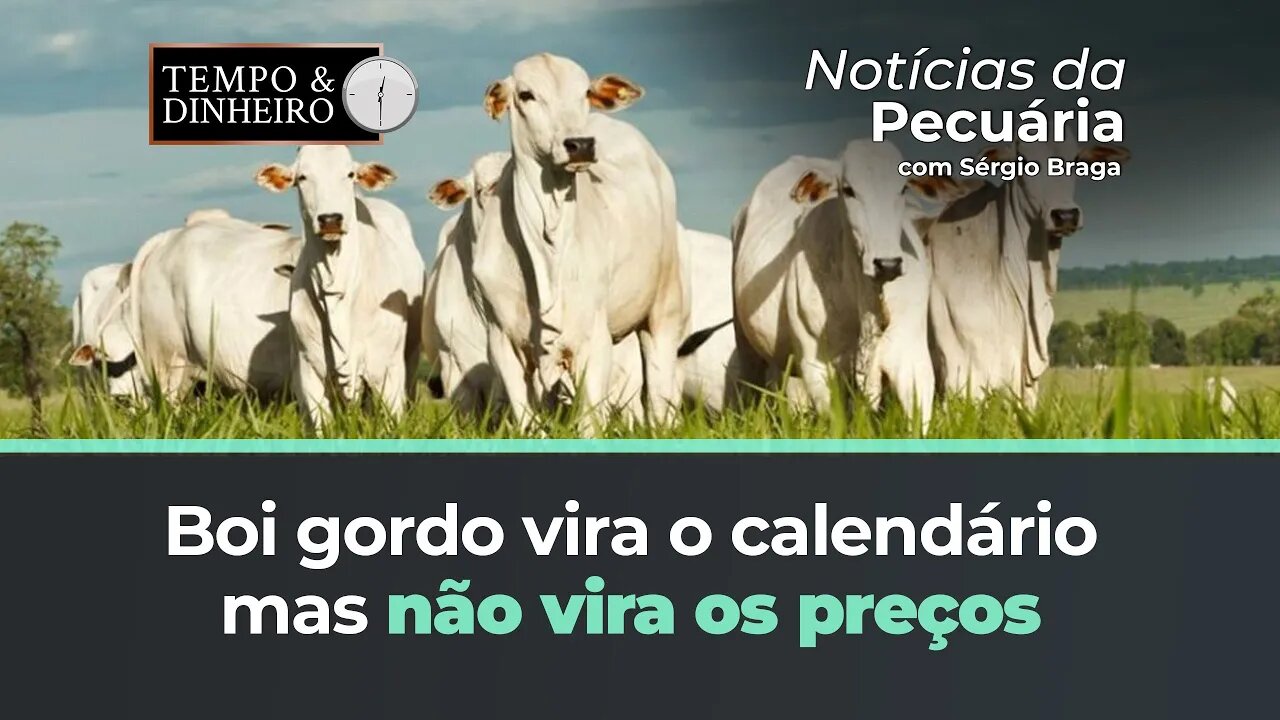 Boi gordo vira o calendário mas não tem virada de preços. BH com arroba abaixo dos R$200