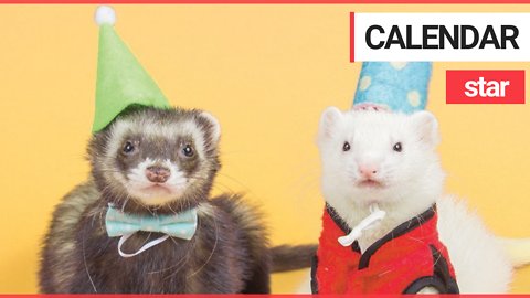 Festive ferret in his own calendar has already raked in $3K in sales ahead of the holidays