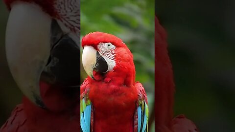 Beautiful Bird | #shorts #viralshorts #trending #shortvideo #animals