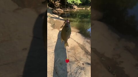 5th fish of the day! Bluegill! #fishing #outdoors #nature