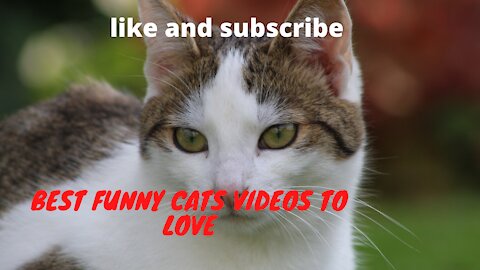 Best Funny Cats Videos to Love