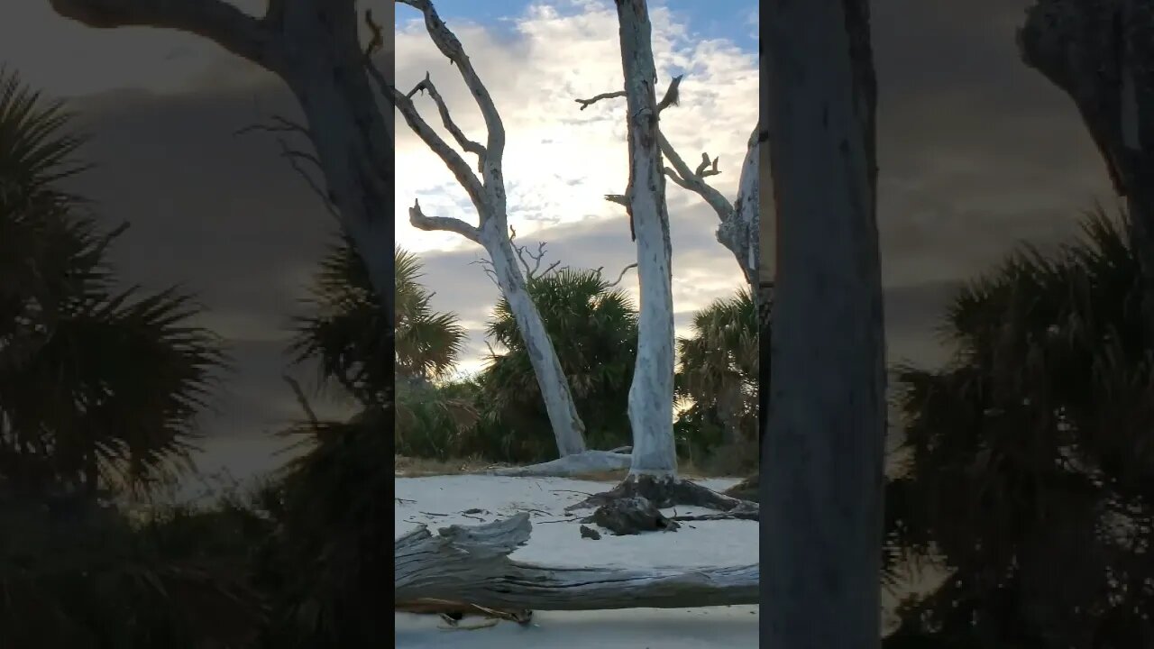 #Driftwood #Beach 🌊 in the #goldenhour 🌅 01 #shorts