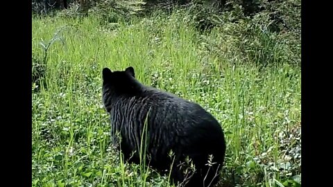 The Edge of a Muskeg, June 14 - July 7