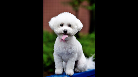 Bichon Frise baby is like a doll. So CUTE