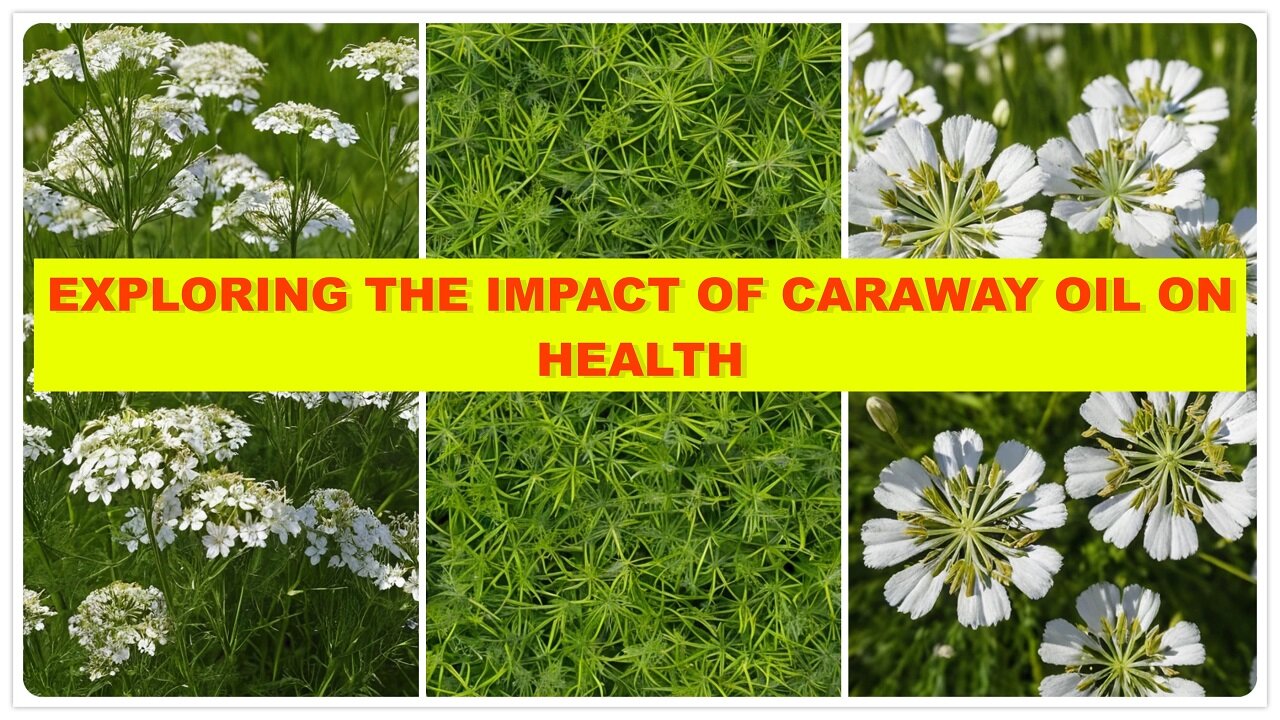 Exploring the Impact of Caraway Oil on Health.