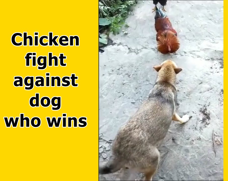 Chicken fight against dog who wins