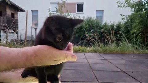 Black Cat in the garden after rain