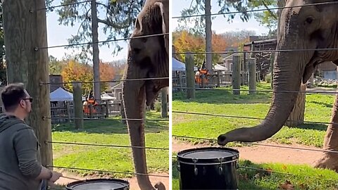 Elephant was captivated by the drum, and decided to investigate it further!