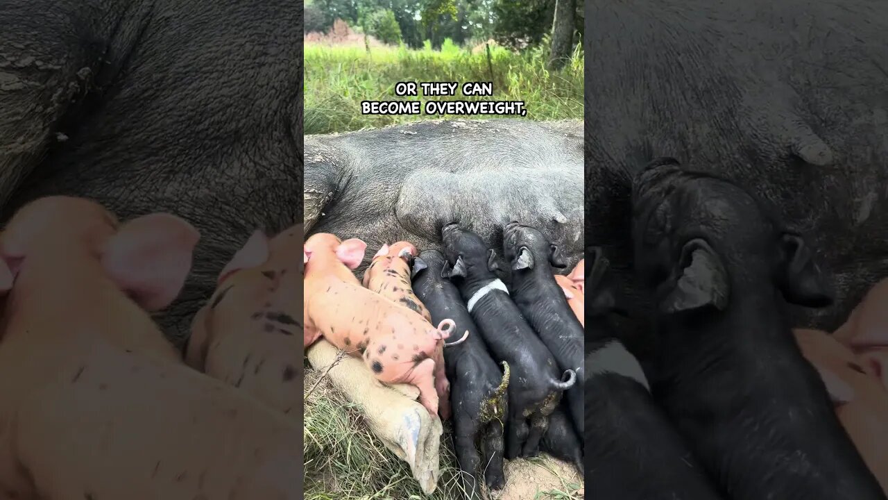 This Cover Crop is Great for Sows #pasturedpigs #covercrops #pigkeeping #soilimprovement