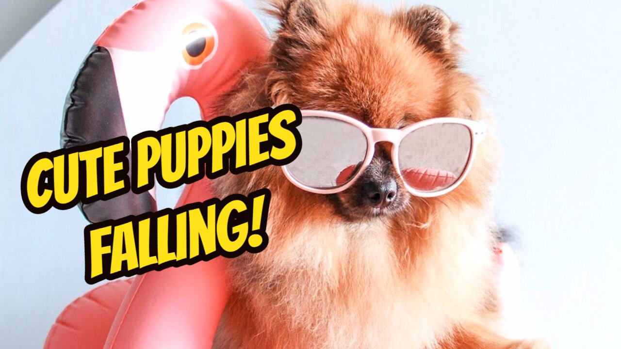 Cute puppies falling 🐶 funny pets videos 2021