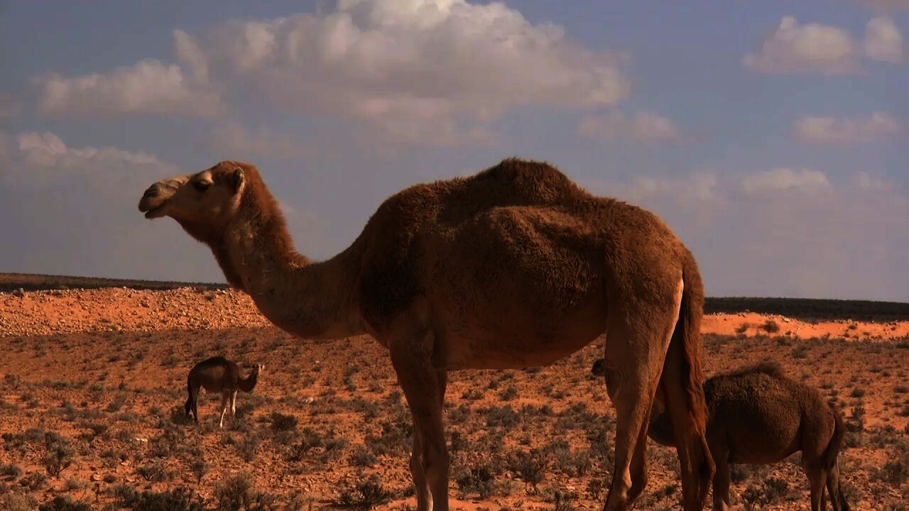 Camel-Camel depart on a Desert Journey- Camel Ride Video- Camel Video Collection-4K Ultra HD Video