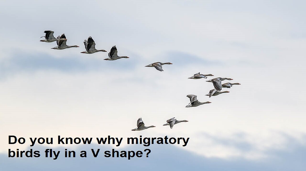 Do you know why migratory birds fly in a V shape #bird #birds #animals #views #usa #didyoukonw