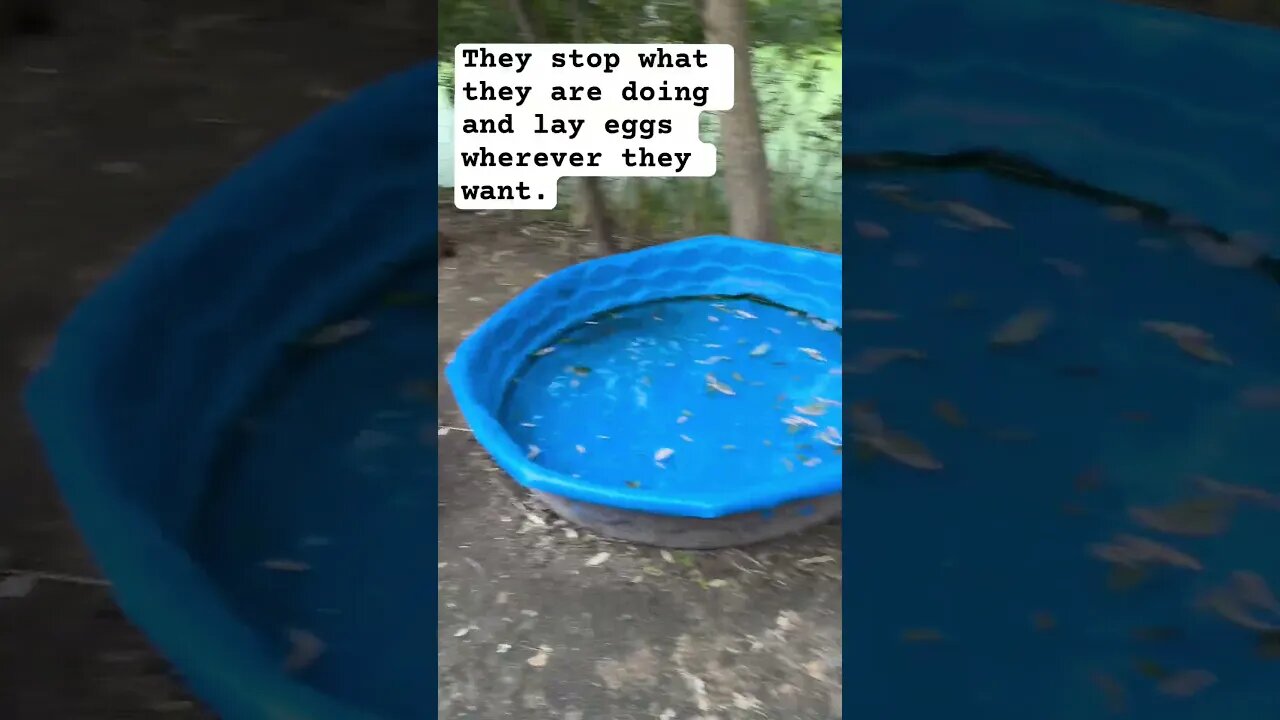 Ducks lay eggs ANYWHERE 🙄 #animals #vlog #homestead #shorts