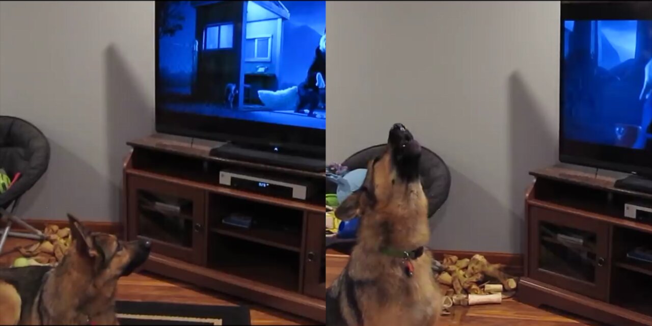 A Shepherd Howling With Wolves from Zootopia