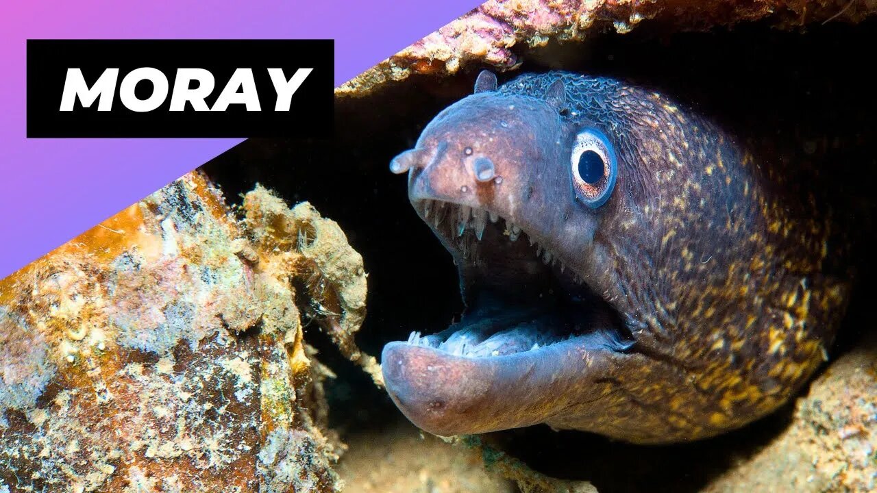 Mediterranean Moray 💀 The Underwater Predator You Don't Want To Meet