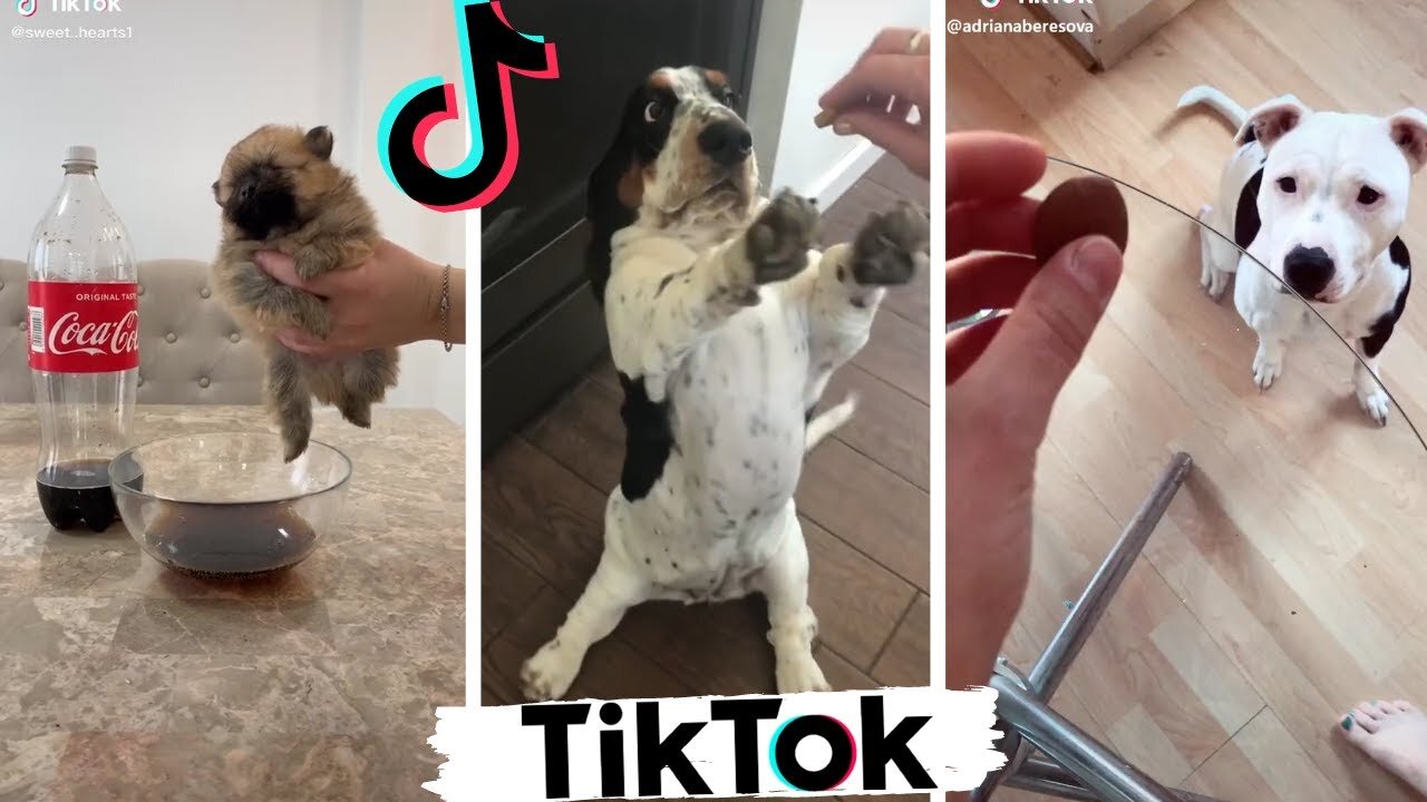 Funny Dogs of TikTok Part #10 🐶