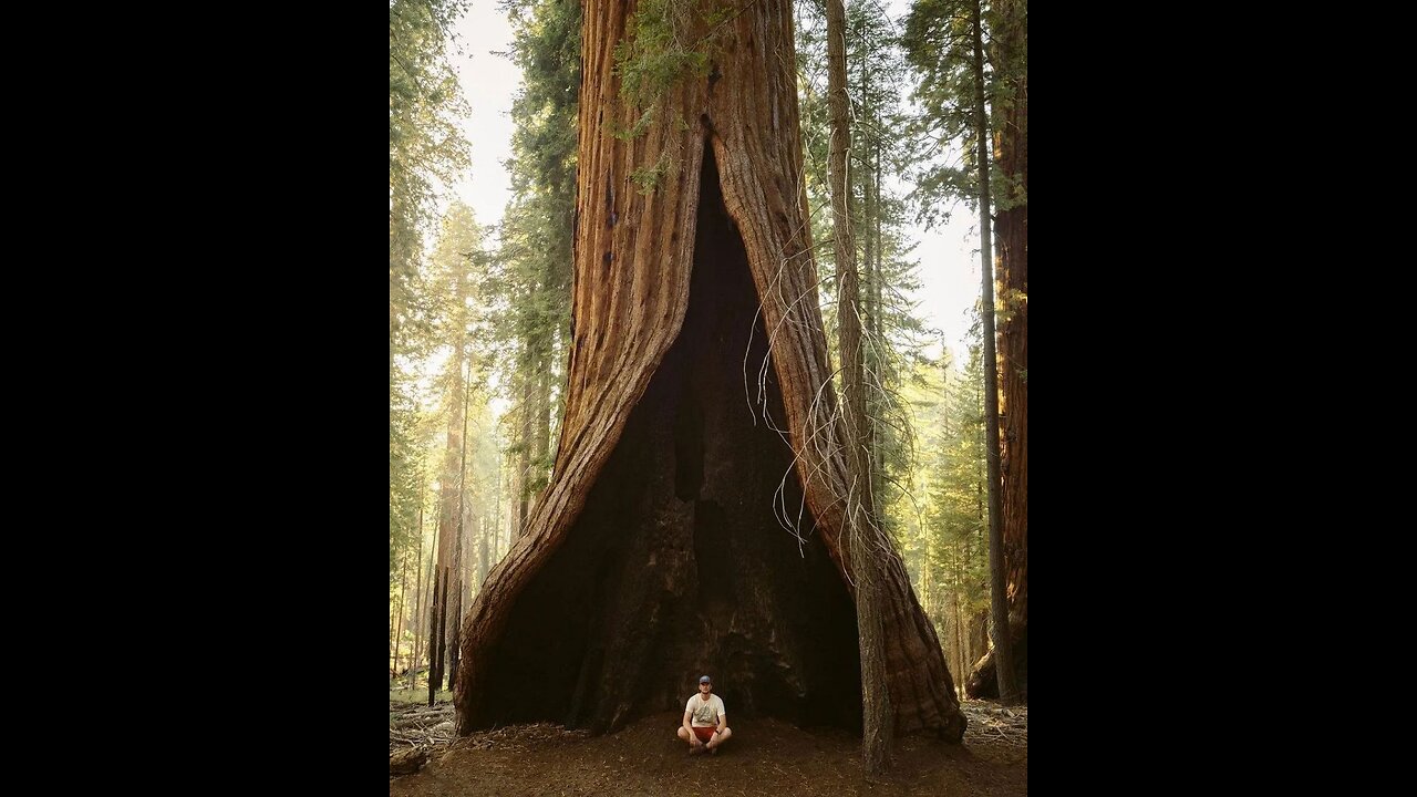 😱😱😱 Sequoia National Park, located in California, is known for its giant sequoia trees,
