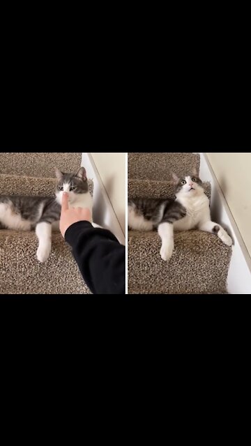 Cat Goes Into "Factory Reset" Mode After Nose Gets Booped