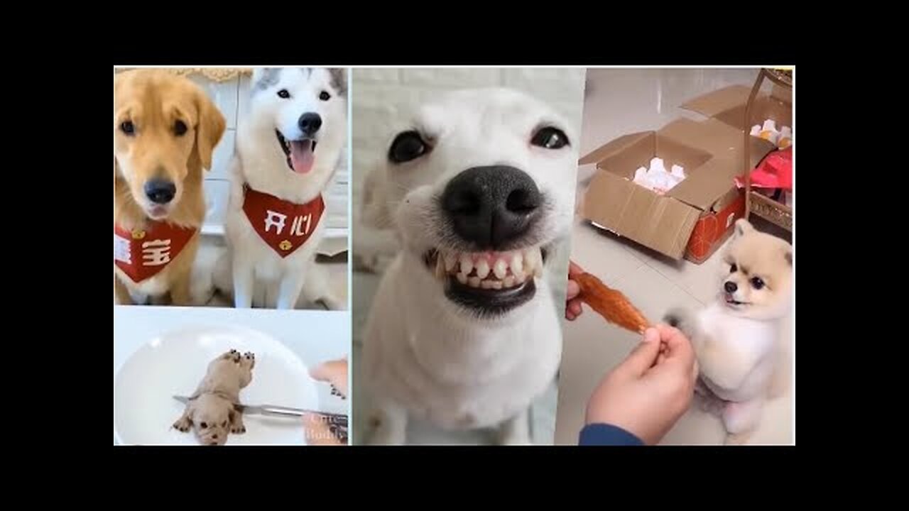 OMG |😲 THESE DOGS ARE SO 🐶SMART AND FUNNY ||🤣Funny Dog Videos 2021🤣 🐶|