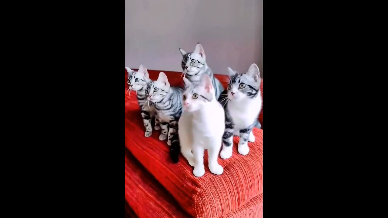 Funny comedy video! funny animal video! funny cat comedy video