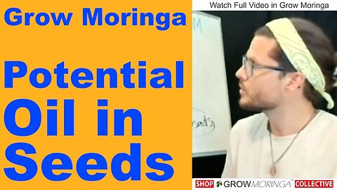 Moringa Seed Oil Calculation | How Much Oil Do I Get From Seeds? Moringa Seeds are 20% Oil By Weight