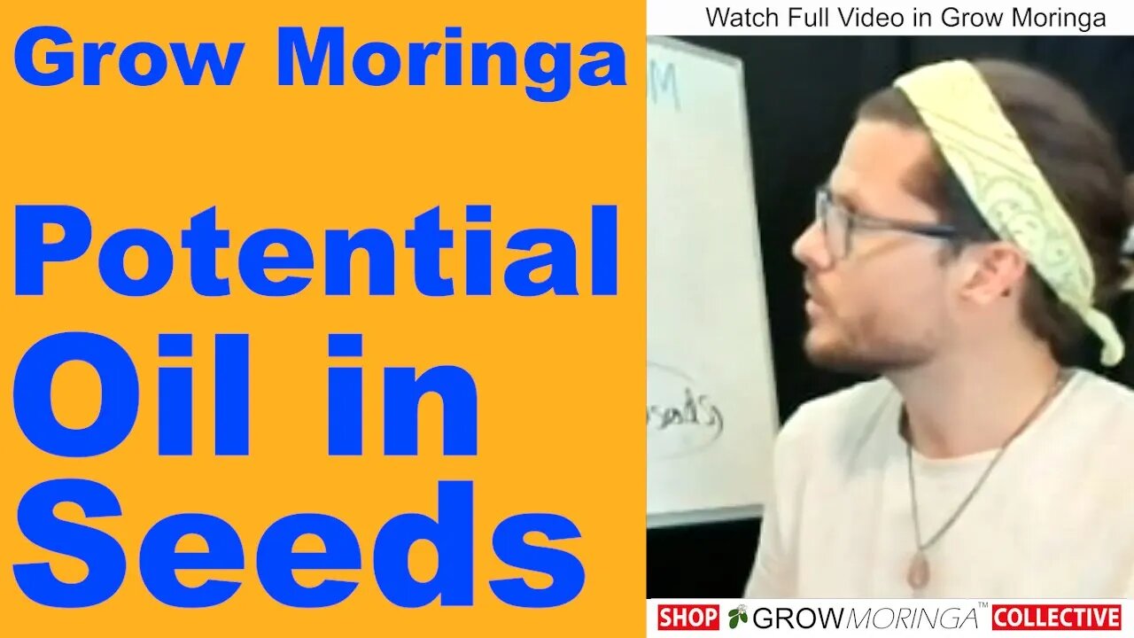 Moringa Seed Oil Calculation | How Much Oil Do I Get From Seeds? Moringa Seeds are 20% Oil By Weight