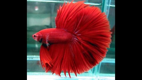 Betta Splendens