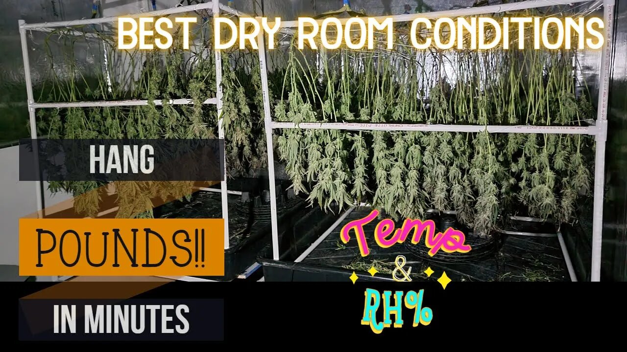 Harvest Day 63! Easiest & Fastest Way to Hang Dry / Cure in a Trellis Net. Athena vs Mills vs Flush