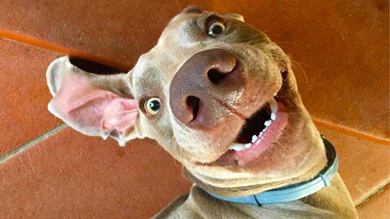 TRY NOT TO LAUGH while watching these Funny Dogs - Best FUNNY DOG Videos😝