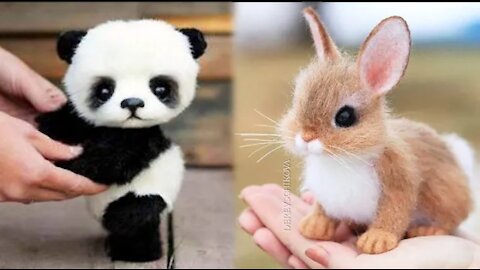 Animals SOO Cute Just a relaxing vvideo☺️