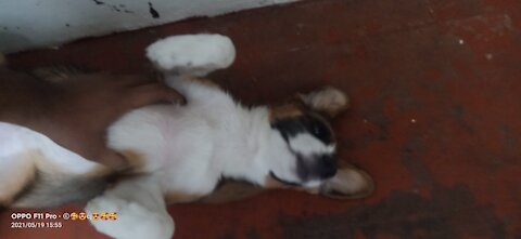Small puppies playing
