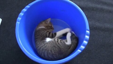 Funny Cat Chases His Tail in a Basin