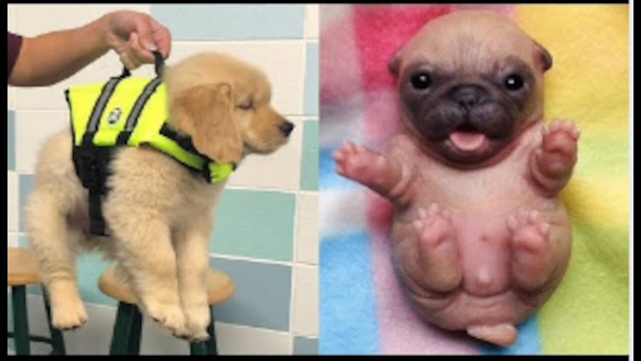 Baby Dogs 🐶 Cute and Funny Dog Videos Compilation 2021 #7 Funny Puppy Videos 2020