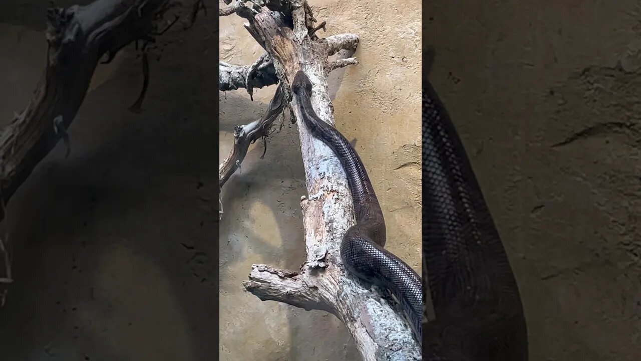 WHAT A LONG PYTHON! 🐍 #shorts #enterthecronic #python #zoo #calgary