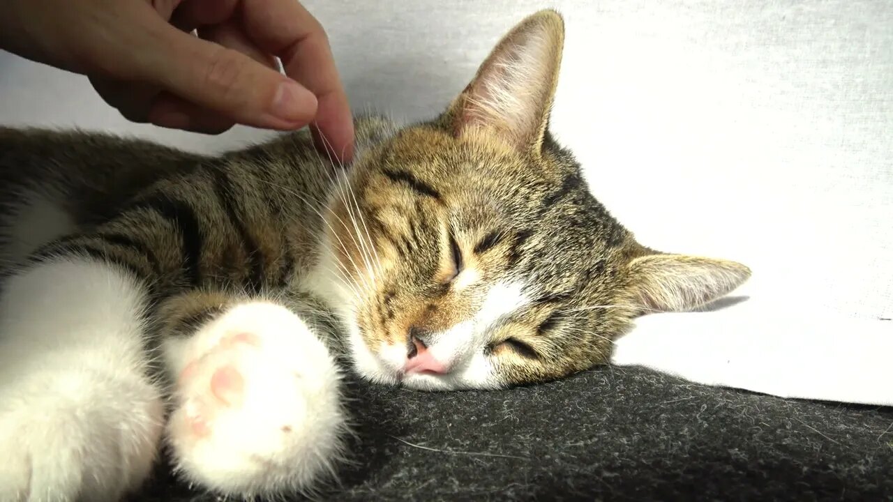 Tickling a Lazy Cat